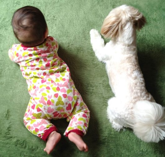 ペットと赤ちゃん