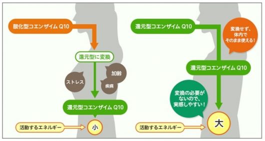 コエンザイムQ10酸化型と還元型の違い