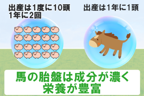 馬の胎盤は成分が濃く栄養が豊富